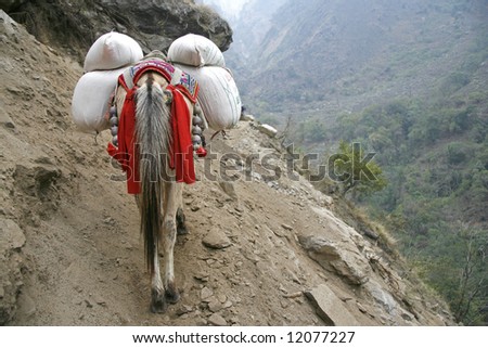 Donkey carrying heavy loads, annapurna, nepal