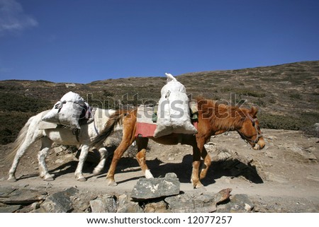 donkeys carrying heavy loads, annapurna, nepal