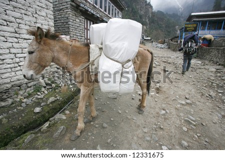 Donkey carrying heavy loads, annapurna, nepal