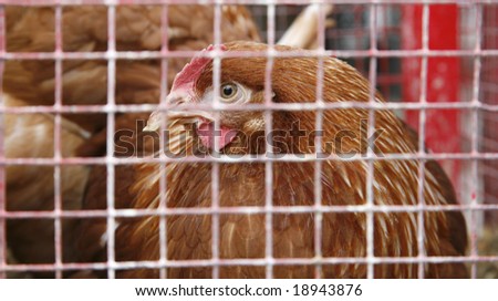Egg laying chicken in cage on French market