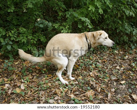 stock-photo-urban-hygiene-golden-labrador-doing-her-ablutions-in-forest-rather-than-on-street-19552180.jpg