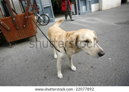 Lonely dog attached waiting for its master to come back from shopping