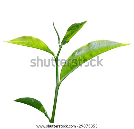White  Benefits on White And Green Tea   Tea Benefits