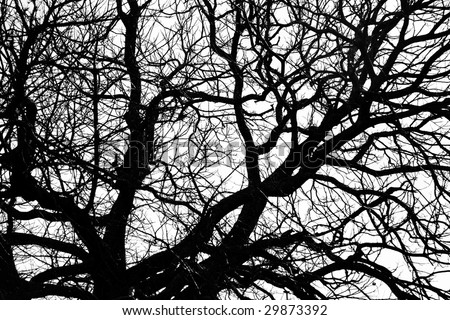 clip art tree branches. clip art tree branches. bare