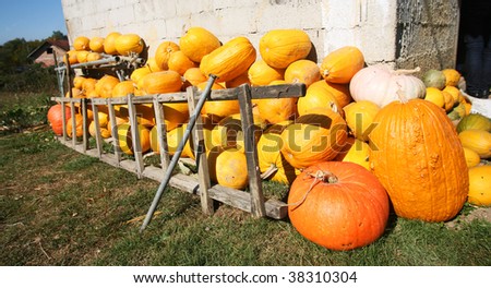 Variety of pumpkins stored in farmyard front