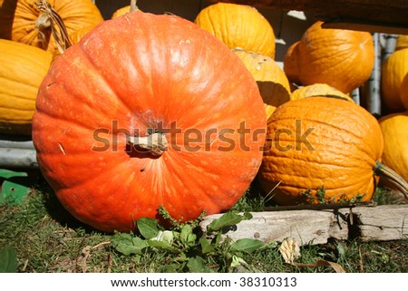 Variety of pumpkins stored in farmyard front