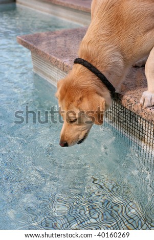 Thirsty dog drinking from pool during a hot summer day