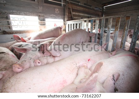 Transport of pigs for the slaughter house in Croatia.