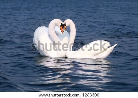 stock photo Two kissing swans on blue water Birds represent heart as a 