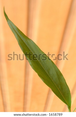 Single leaf of a ginger plant.