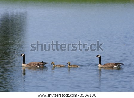 Two Canada geese and two goslings on a city pond. Ottawa, Ontario. Canada.