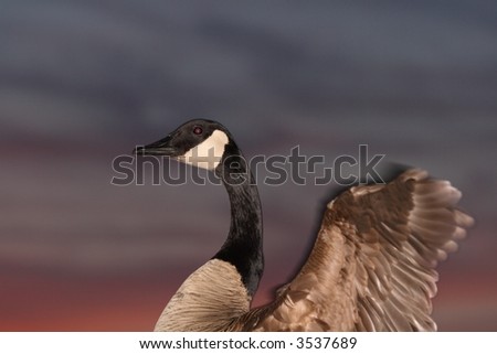 A Canada goose flapping its wings at sunset. Canada.