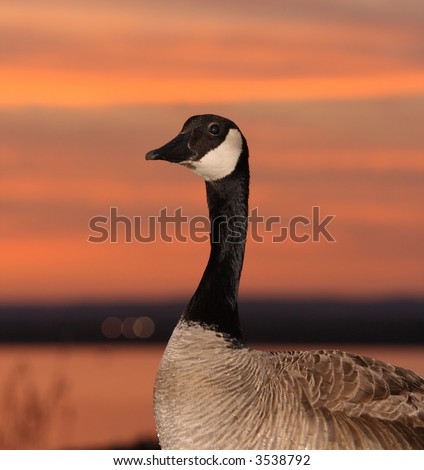 A Canada goose at sunset. Canada.