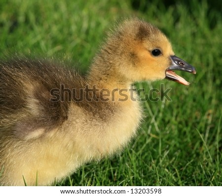 Canada+goose+baby