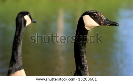 Two Canada geese. Andrew Haydon Park. Ottawa, Ontario. Canada.