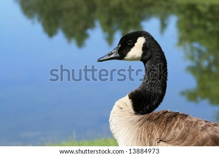 A Canada goose. Ottawa, Ontario. Canada.