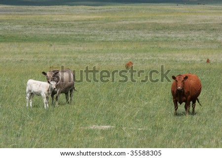 Domestic cattle in Saskatchewan, Canada.
