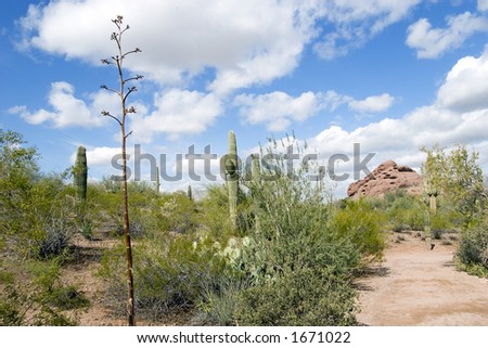 Desert Landscape, Desert Botanical Garden, Phoenix, Arizona