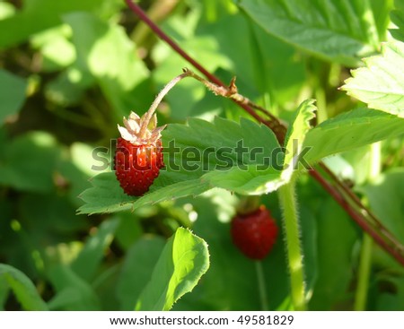 Photo of wild strawberry shined with the sun close up.