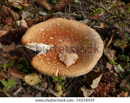 Photo of a wood fly agaric among dry leaves, branches, cones. The top view. On a hat of a fly agaric dry sheet of a birch.