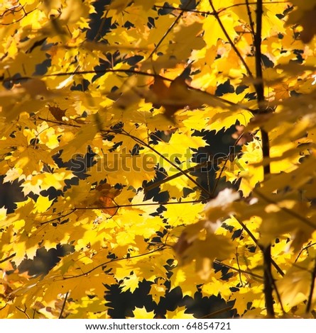 Yellow leaves of a maple shined with the sun
