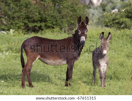 donkey cub