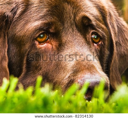 A very sad dog (looks like he is thinking of his girl, which is very far away)