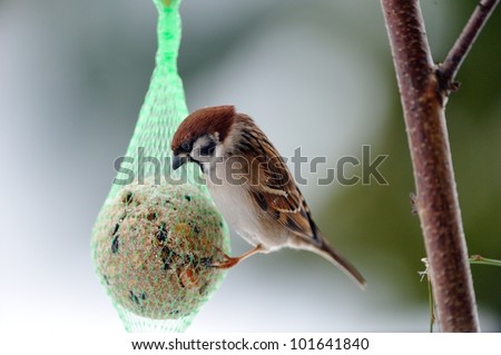 Hungry Eurasian tree sparrows feeding in snow weather