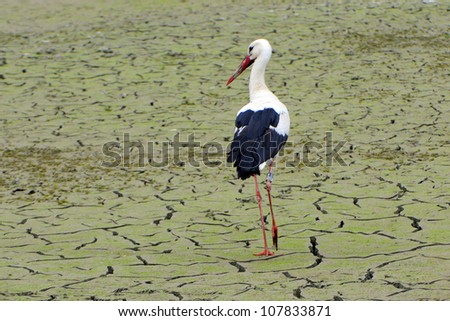 White Stork as losers in climate change