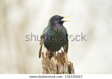 European Starling / Common Starling, Sturnus vulgaris,