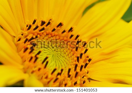 Macro from a sunflower with a Bumblebee