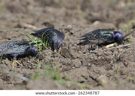 Common Starling on a field in the spring.