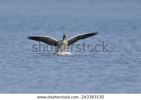 Greylag goose in Spring.  (Anser anser)