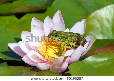 Pond frog rests on a water lily.