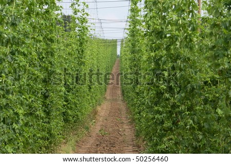 Hops Field