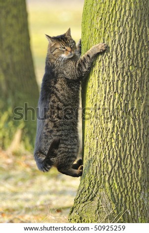 Cat preys on birds in a tree.