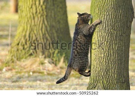 Cat preys on birds in a tree.