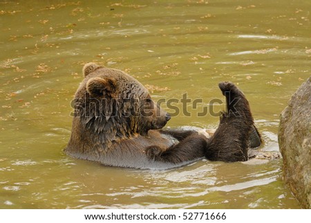 In the water playing brown bear.