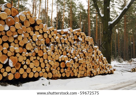 Logging in the winter in the woods.