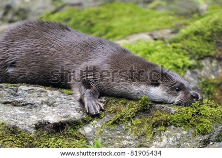 European Otter,Otter in its environment while playing.