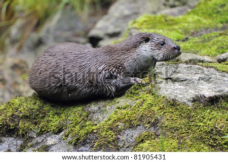 Otter in its environment while playing.European Otter.