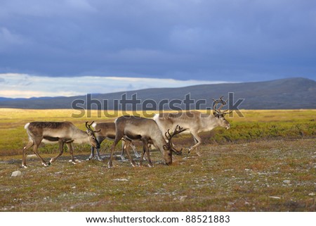 Reindeer, with young animals, when eaten.