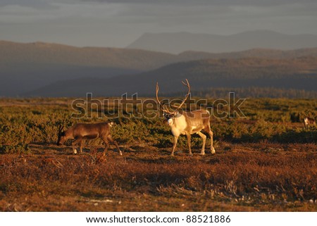 Reindeer, with young animals, when eaten.