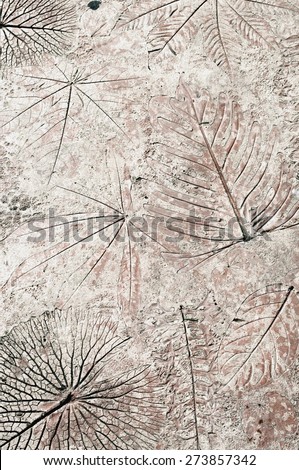 Fossil, imprints of leaves on stone