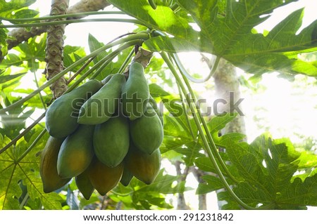 Maturing papaya on the papaya tree in the sun light