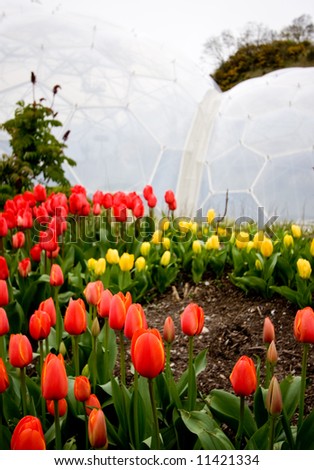 Tulips in front of the Eden Project Biome