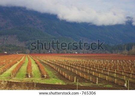 A berry field with mountains behind