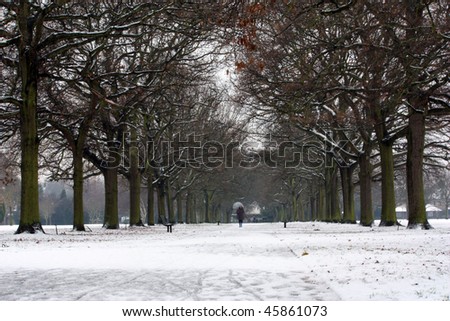 A line of trees in a snowy park with a person in the distance