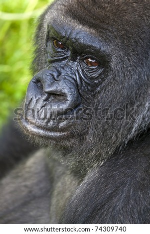A portrait of a nice looking gorilla