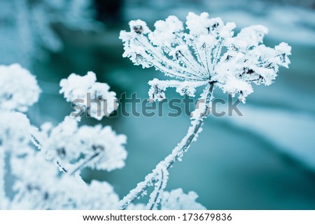 Frozen flower in blue tone. Shallow focus, thin depth of field